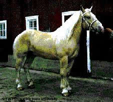 American Cream Draft